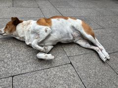 -龙华素斋(龙华路店)