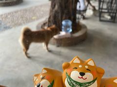 -柴犬高等学院·狗咖·柴犬售卖·宠物训练