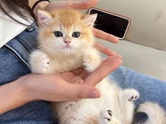 -lincat·猫舍(广州店)