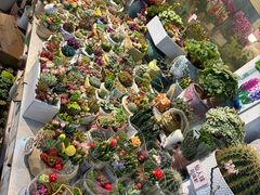 -双季花艺园艺市场(浦东店)