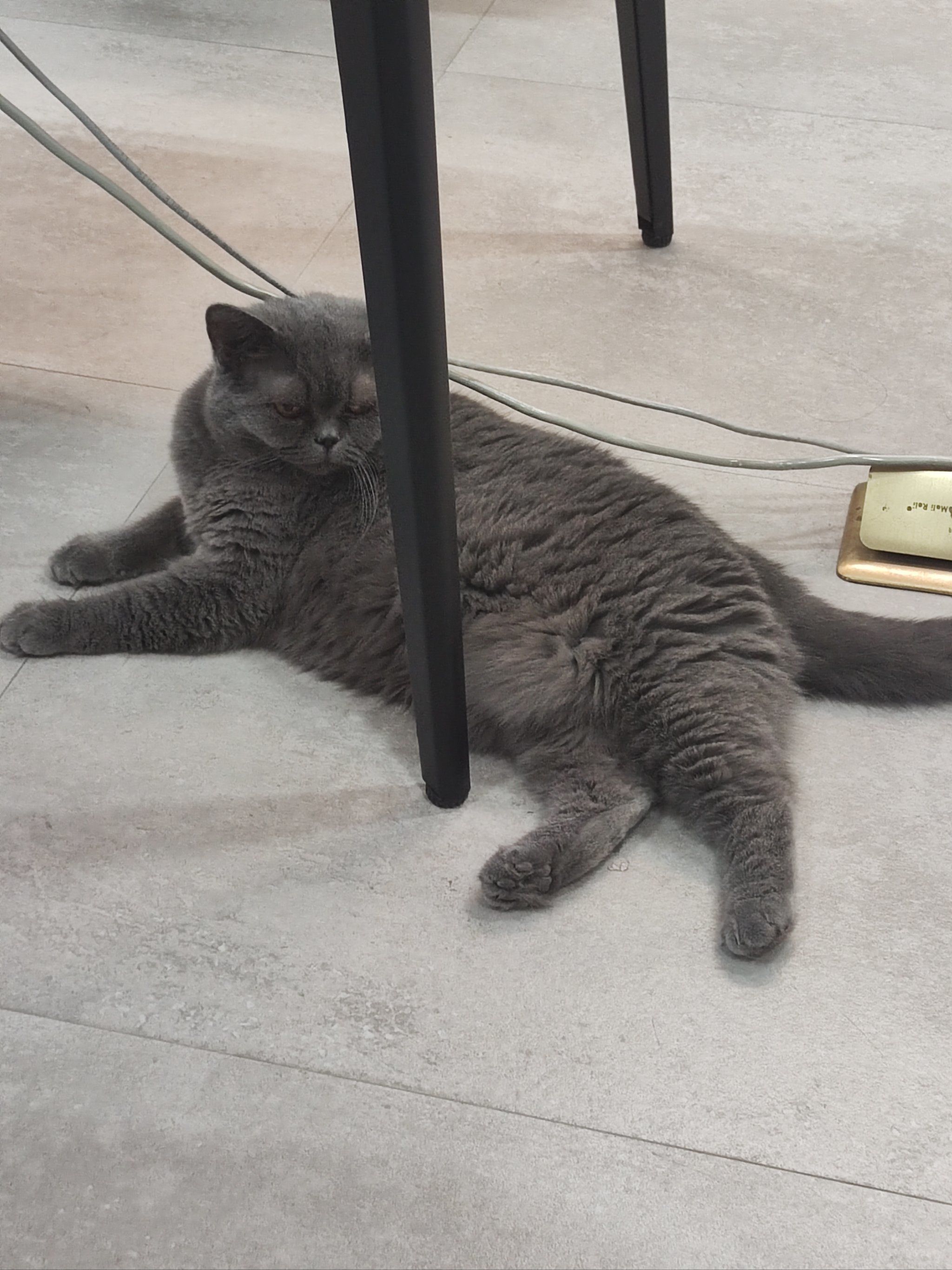 灰猫