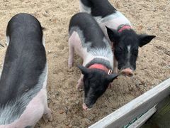 -前小桔亲子创意农场·草莓采摘·露营烧烤