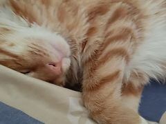 -瑞派宠物医院·中兽医专科(中央商城分院)