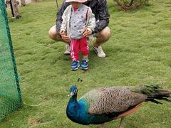 -西霞口神雕山野生动物世界