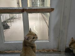 -共舞时光猫咖·狗咖(新街口店)