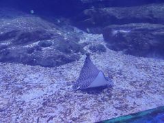 -海合安武汉极地海洋公园