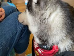 -Husky Go! 哈士奇体验馆·宠物咖啡厅狗咖