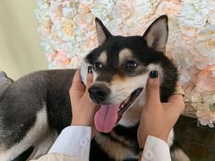 -柴犬高等学院·狗咖·柴犬售卖·宠物训练