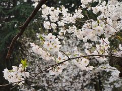 -武汉大学-樱园