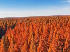 -黄海国家森林公园