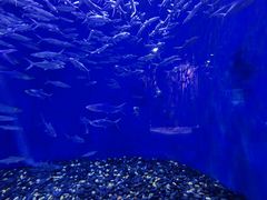 -成都浩海立方海洋公园