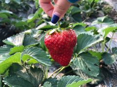 -胜丰草莓采摘园