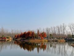 -合肥滨湖国家森林公园