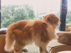 -CAT’S MEWSTAR CAFE·喵星球猫屋(晴湾咖啡店)