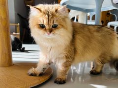 -豆逗聊愈猫阁Easy Life