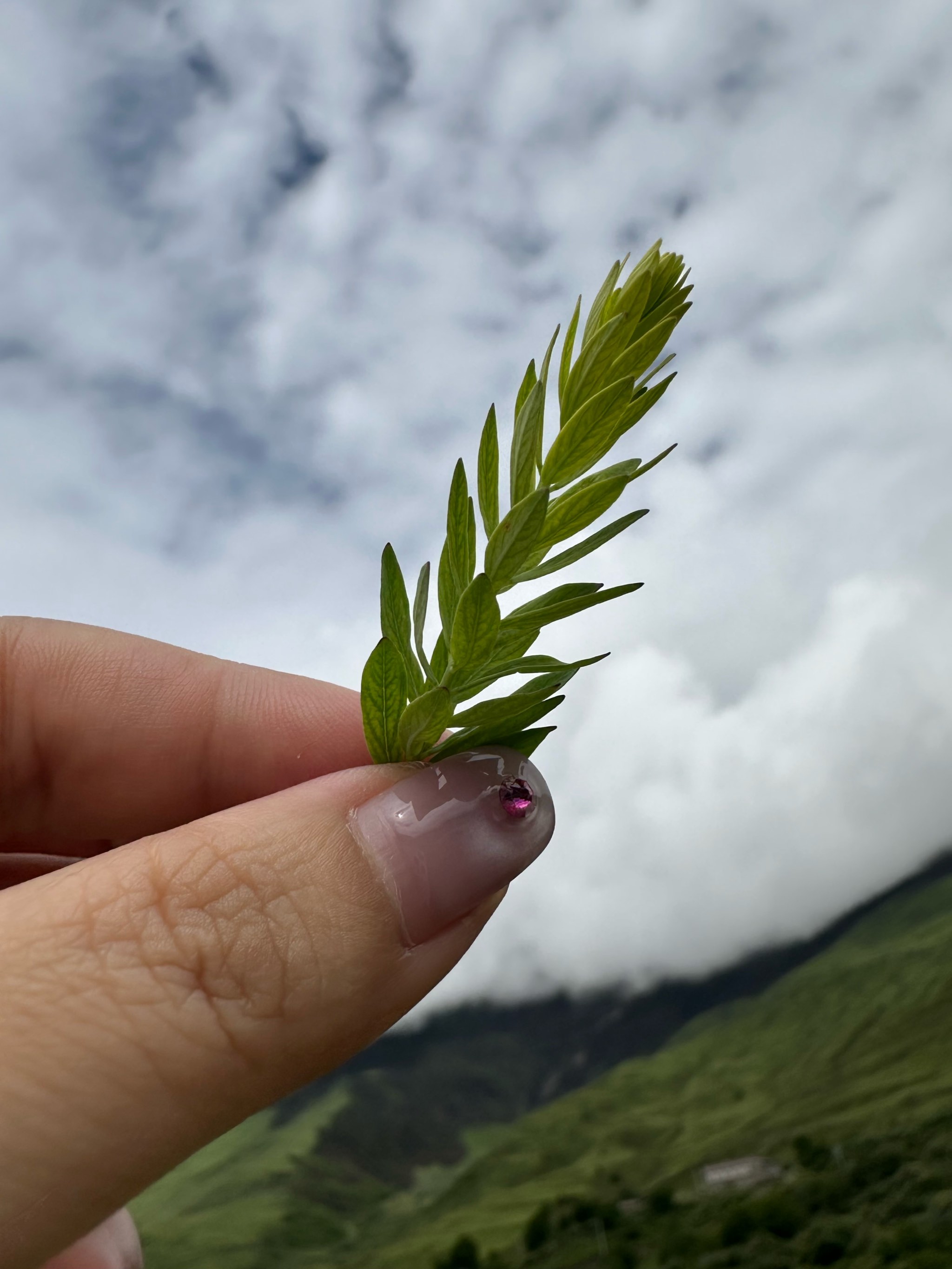 爱的味道壁纸图片