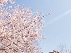 -桃花堤公园