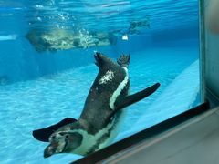 -帝企鹅自助餐厅•儿童岛•真企鹅(长隆企鹅酒店)