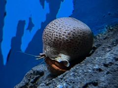-鹿儿岛水族馆