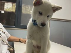 -伟伟宠物医院·CT影像中心·瑞派犬猫综合性门诊(汉口总院)