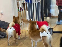 -南京Hallo宠物乐园·哈罗犬舍·柴犬繁育基地