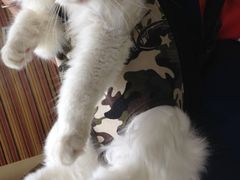 -瑞鹏宠物医院·骨科·猫科·内科(第一中心)