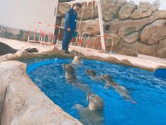 -芜湖新华联大白鲸海洋公园