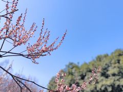 -南京古林公园