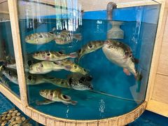 -天正河鲀·河豚亭(大连店)