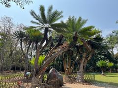 -中国科学院西双版纳热带植物园