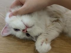 -猫域·湾主题猫咖·宠物吧(南坪城市广场店)