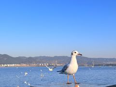 -海埂大坝