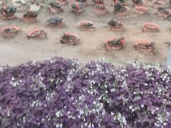 -上海都市菜园
