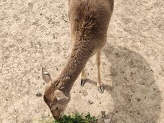 -北京麋鹿生态实验中心