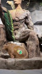 -Zoolung Zoolung动物主题公园(海信广场店)