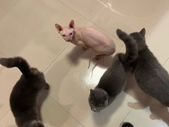 -70cat德文卷毛猫·缅因猫纯种猫舍