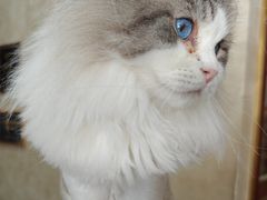 -宠爱国际动物医院· 猫科· 外科·中兽医(长白店)