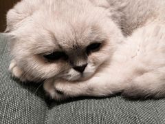 -CAT’S MEWSTAR CAFE·喵星球猫屋(晴湾咖啡店)
