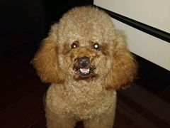 -暖阳宠物医院·犬猫康复中心·骨科