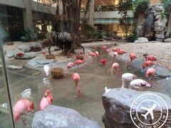 火烈鸟-白虎自助餐厅·真老虎·景观自助餐厅(广州长隆酒店)