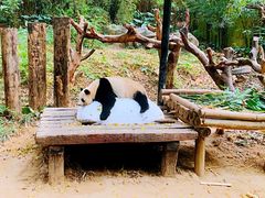 -广州长隆野生动物世界