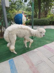 -萌宠亲子动物乐园(槐房万达店)