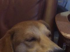 -萌兽医馆·犬猫专科·眼科中心·宠物医院(朝阳门分院)
