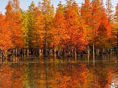 -白鹭湾湿地公园