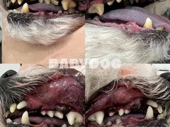 -BABYDOG宝贝狗宠物乐园(欧洲城店)