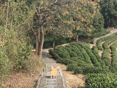 -龙坞茶村