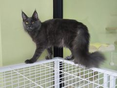 -东方名猫馆·英短金渐层布偶猫舍(环线广场1号楼店)