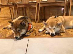 -柴务处·柴犬主题狗咖