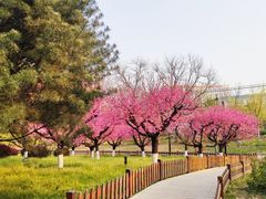 -莲花池公园