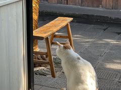 -小陈方酥锅盔(古城总店)